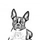 La nueva colección de pendientes con imágenes de perros de raza pura!!!