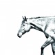 Cuarto de Milla- colección de anillos de claves con imágenes de caballos de raza pura, regalo único, sublimación!
