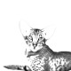 La nueva colección de pendientes con imágenes de gatos de raza pura!!!