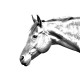 La nueva colección de pendientes con imágenes de caballos de raza pura!!!