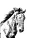 La nueva colección de pendientes con imágenes de caballos de raza pura!!!
