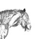 La nouvelle collection de boucles d'oreilles avec des images de chevals de race