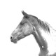La nouvelle collection de boucles d'oreilles avec des images de chevals de race