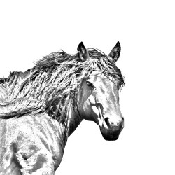 Baskijski koń górski- kolekcja kolczyków z wizerunkiem konia rasowego.