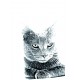 Plaque céramique tumulaire, ovale, image du chat.