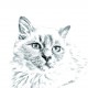 Perserkatze, holzständer für Kerzen/ Kugelschreiber mit dem Bild des Katzen