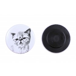 Magnet mit einem Katze - Exotische Kurzhaarkatze