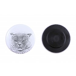 Magnet mit einem Katze - Schottische Faltohrkatze