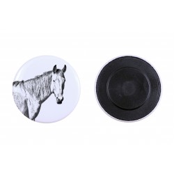 Magnete con un cavallo - Namib Desert Horse
