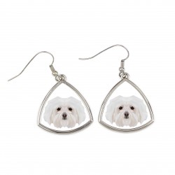 Earrings with a Bolognese dog. A new collection with the geometric dog